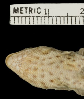 Media type: image;   Herpetology R-36748 Aspect: head ventral